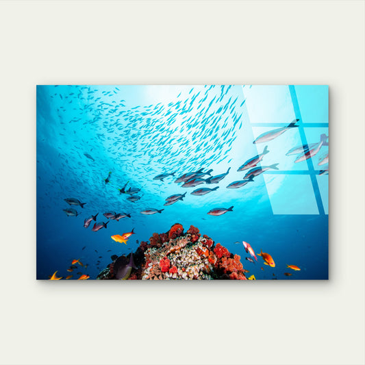 Underwater Coral Reef Fish Acrylic Glass Printing Wall Art Australian Made Quality