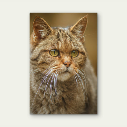 European Wildcat Beautiful Nature Habitat 40x60cm Metal Print Ready to Hang
