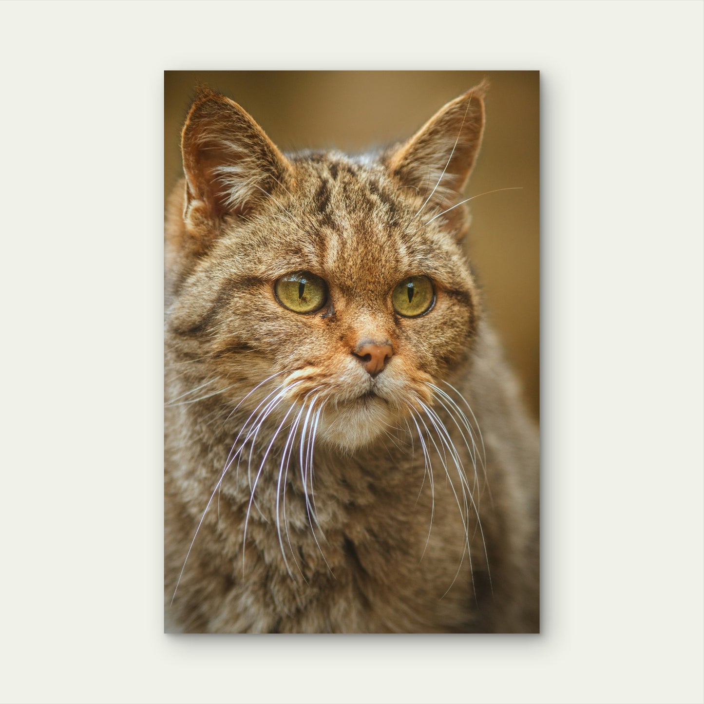 European Wildcat Beautiful Nature Habitat 60x90cm Metal Print Ready to Hang