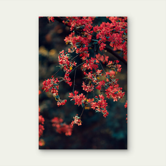 The Flowers Of A Flowering Quince 60x90cm Metal Print Ready to Hang