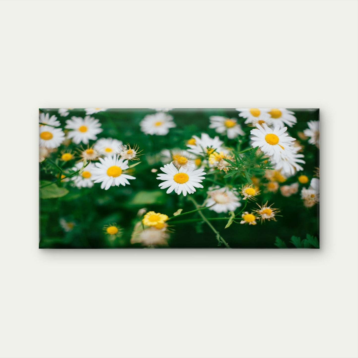 White Daisies In Green Field Wall Art Canvas Office Home Room Framed 120x60cm