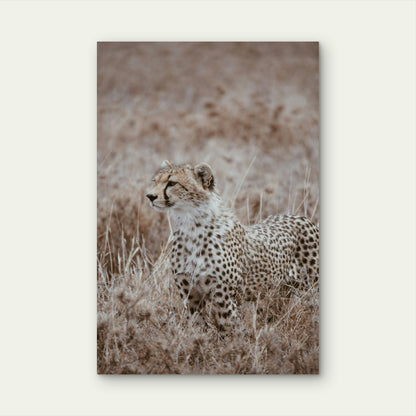 Cheetah Sitting In The Middle Of A Field 60x90cm Metal Print Ready to Hang