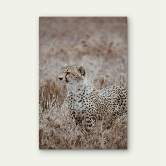 Cheetah Sitting In The Middle Of A Field 60x90cm Metal Print Ready to Hang