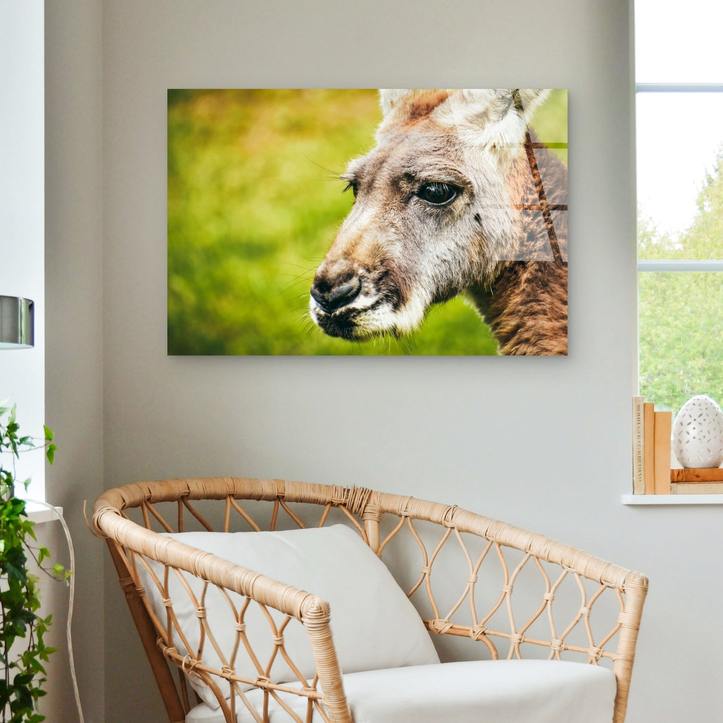 Australian Kangaroo Wildlife Close Up Portrait Nature Acrylic Glass Printing Wall Art Australian Made Quality