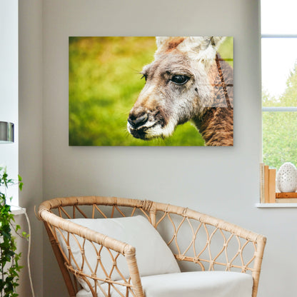 Australian Kangaroo Wildlife Close Up Portrait Nature Acrylic Glass Printing Wall Art Australian Made Quality
