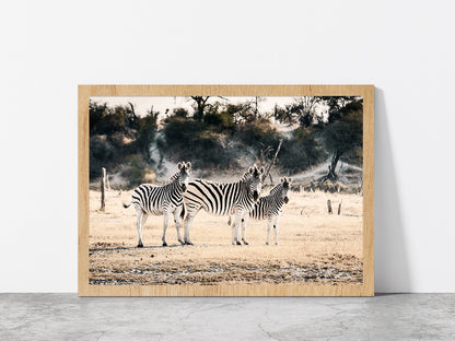 Zebra Herd on Landscape Faded Photograph Glass Framed Wall Art, Ready to Hang Quality Print Without White Border Oak