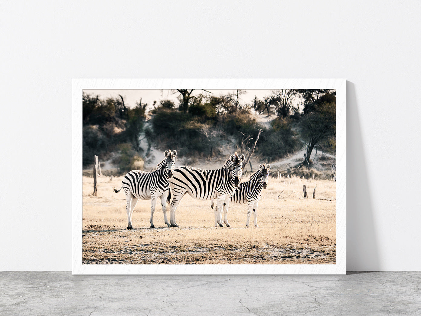 Zebra Herd on Landscape Faded Photograph Glass Framed Wall Art, Ready to Hang Quality Print Without White Border White