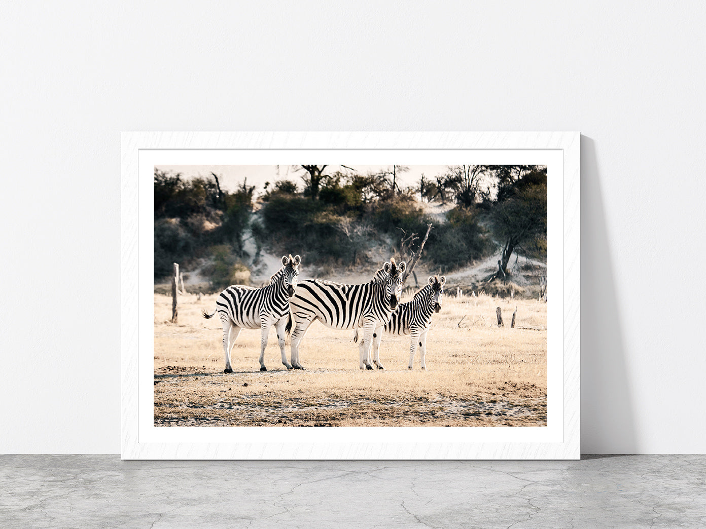 Zebra Herd on Landscape Faded Photograph Glass Framed Wall Art, Ready to Hang Quality Print With White Border White