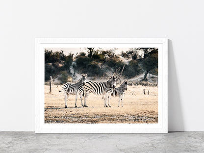 Zebra Herd on Landscape Faded Photograph Glass Framed Wall Art, Ready to Hang Quality Print With White Border White