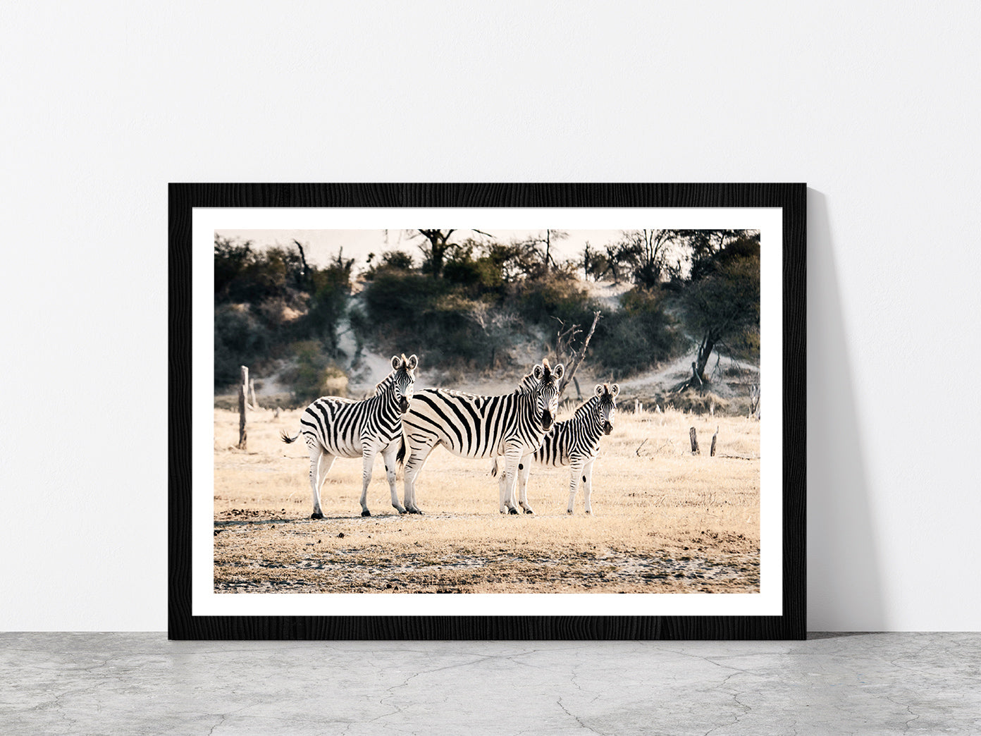 Zebra Herd on Landscape Faded Photograph Glass Framed Wall Art, Ready to Hang Quality Print With White Border Black