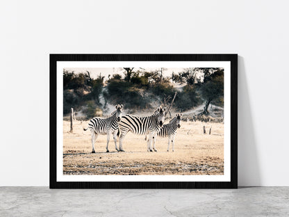 Zebra Herd on Landscape Faded Photograph Glass Framed Wall Art, Ready to Hang Quality Print With White Border Black