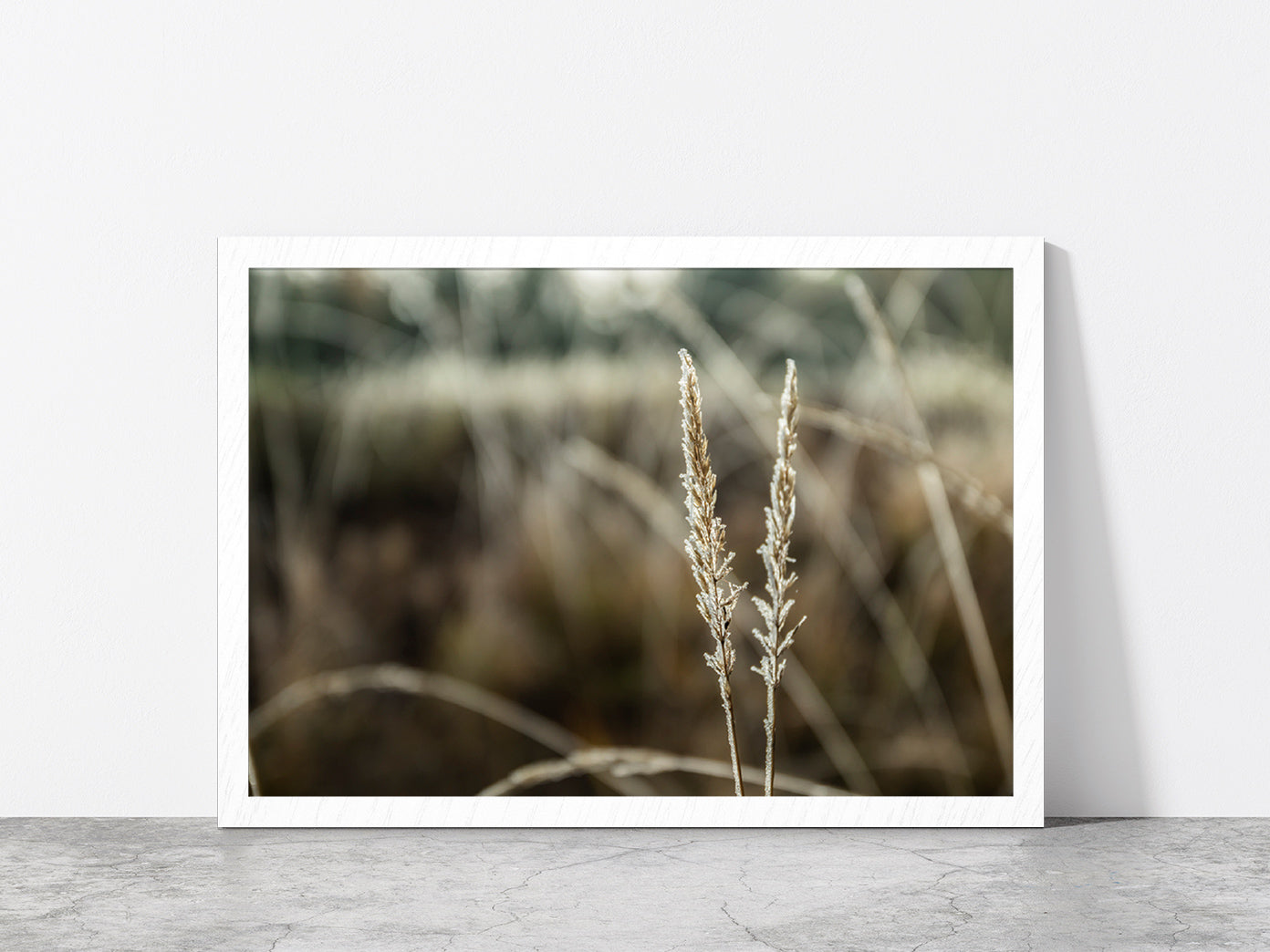 Frozen Dry Grass At Sunny Autumn Glass Framed Wall Art, Ready to Hang Quality Print Without White Border White