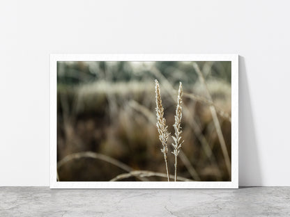Frozen Dry Grass At Sunny Autumn Glass Framed Wall Art, Ready to Hang Quality Print Without White Border White