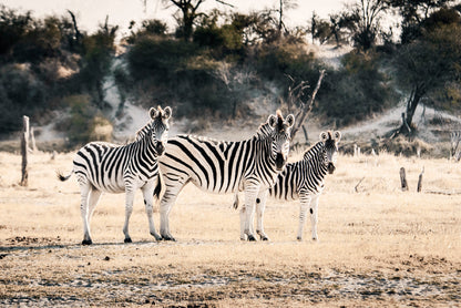 Zebra Herd on Landscape Faded Photograph Glass Framed Wall Art, Ready to Hang Quality Print