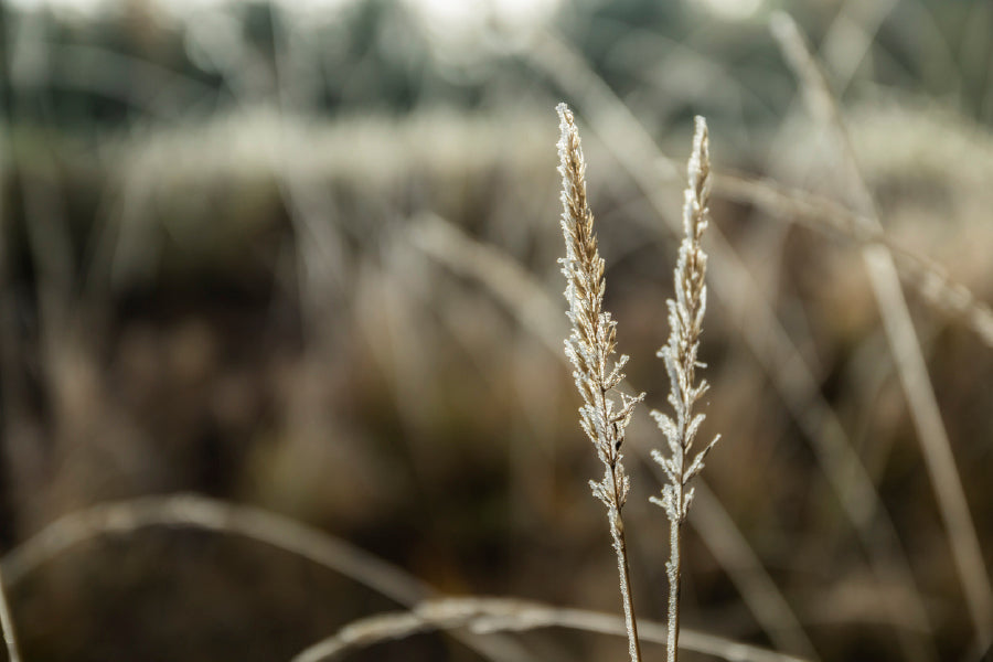 Frozen Dry Grass At Sunny Autumn Glass Framed Wall Art, Ready to Hang Quality Print