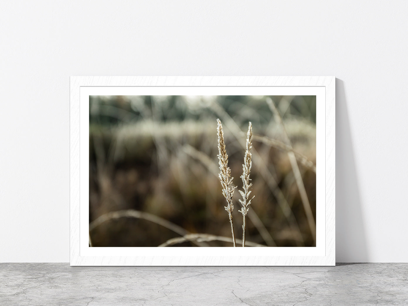 Frozen Dry Grass At Sunny Autumn Glass Framed Wall Art, Ready to Hang Quality Print With White Border White