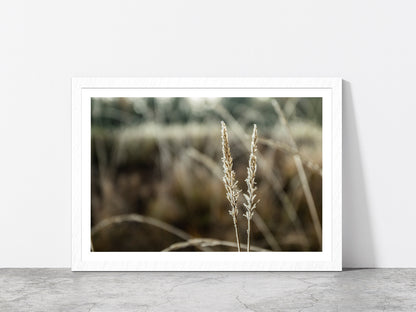 Frozen Dry Grass At Sunny Autumn Glass Framed Wall Art, Ready to Hang Quality Print With White Border White