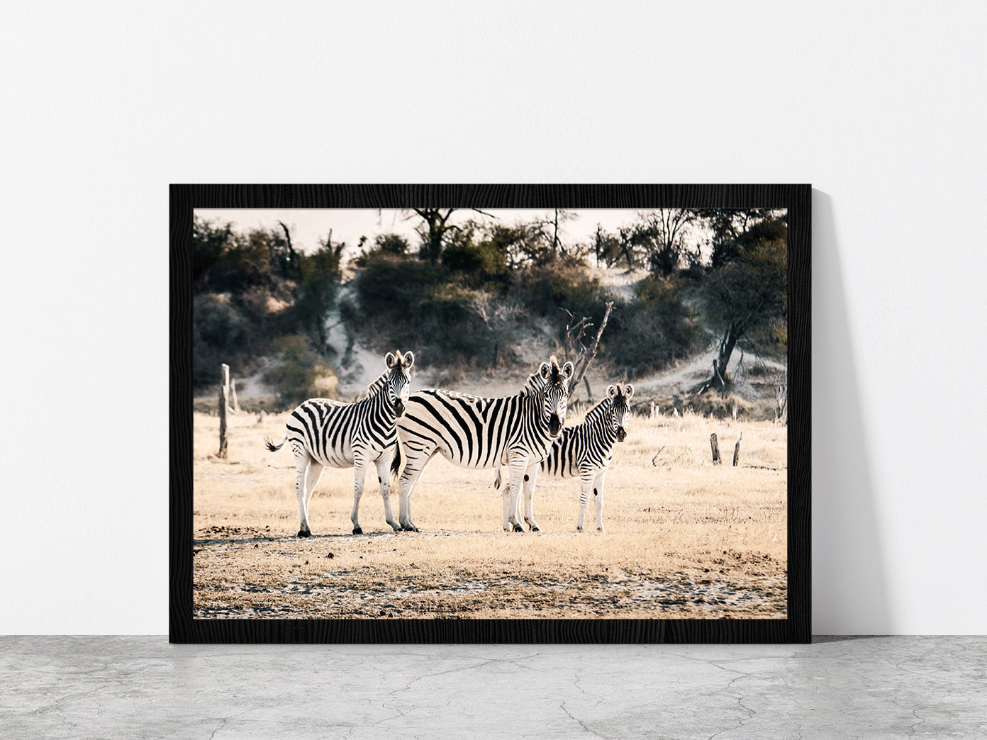 Zebra Herd on Landscape Faded Photograph Glass Framed Wall Art, Ready to Hang Quality Print Without White Border Black