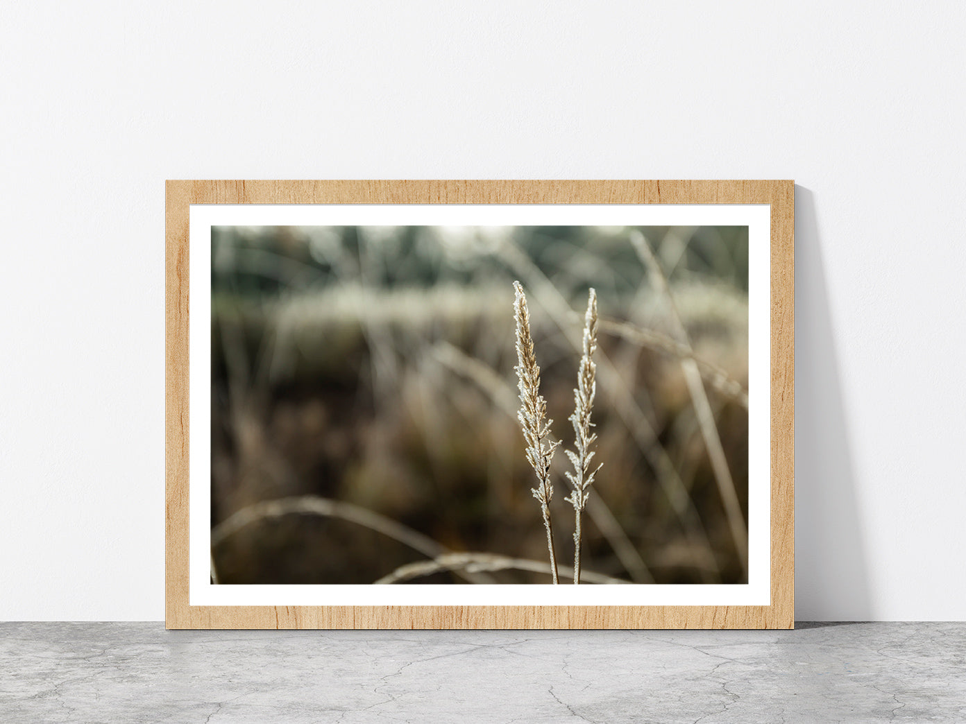 Frozen Dry Grass At Sunny Autumn Glass Framed Wall Art, Ready to Hang Quality Print With White Border Oak