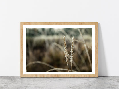 Frozen Dry Grass At Sunny Autumn Glass Framed Wall Art, Ready to Hang Quality Print With White Border Oak