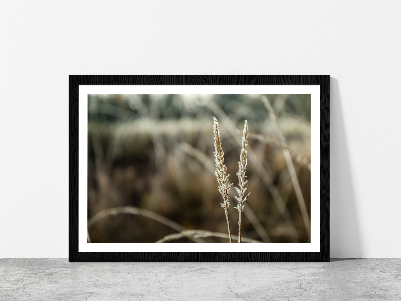 Frozen Dry Grass At Sunny Autumn Glass Framed Wall Art, Ready to Hang Quality Print With White Border Black