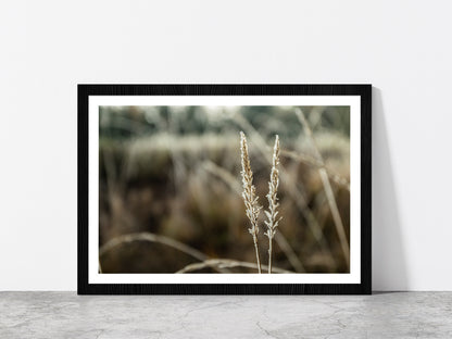 Frozen Dry Grass At Sunny Autumn Glass Framed Wall Art, Ready to Hang Quality Print With White Border Black