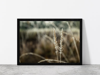 Frozen Dry Grass At Sunny Autumn Glass Framed Wall Art, Ready to Hang Quality Print Without White Border Black