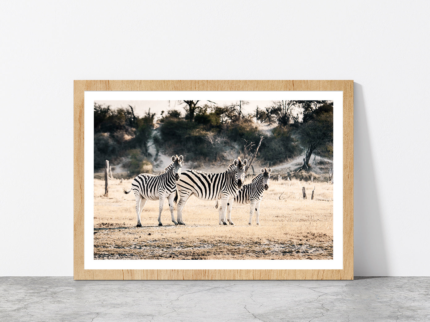 Zebra Herd on Landscape Faded Photograph Glass Framed Wall Art, Ready to Hang Quality Print With White Border Oak