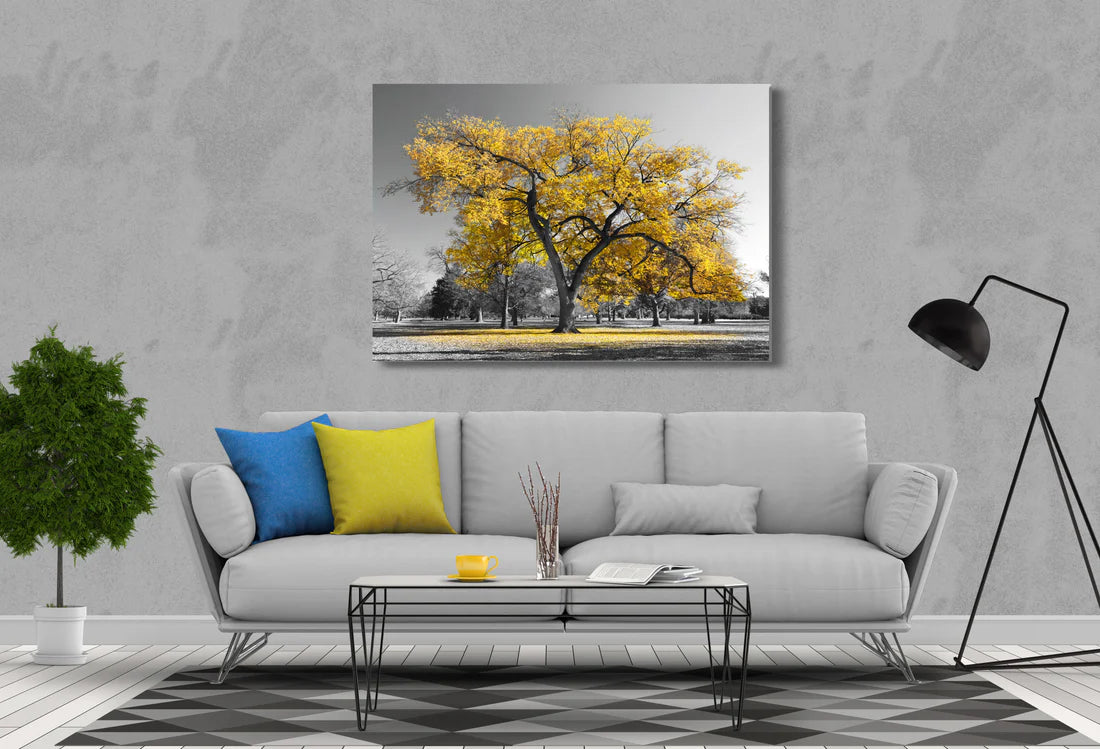 Yellow Trees and Black and white Nature 90x60cm Print 100% Australian Made