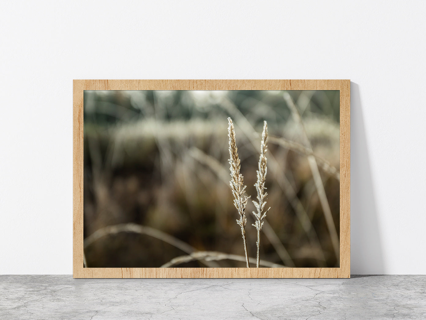 Frozen Dry Grass At Sunny Autumn Glass Framed Wall Art, Ready to Hang Quality Print Without White Border Oak