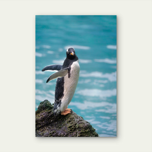 Gentoo Penguin on Rock by Water 60x90cm Metal Print Ready to Hang