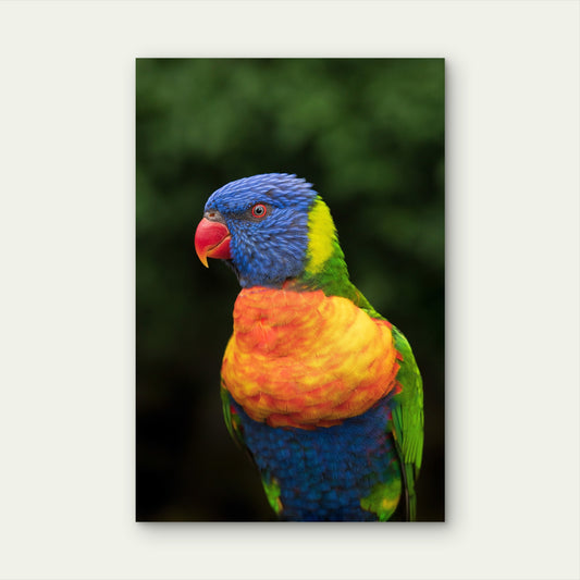 Colorful Australian Trichoglossus Bird 40x60cm Metal Print Ready to Hang