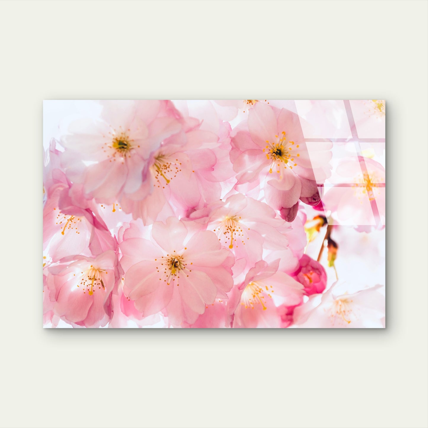 Pink Cherry Blossom Floral Acrylic Glass Printing Wall Art Australian Made Quality