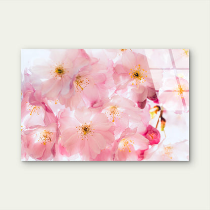 Pink Cherry Blossom Floral Acrylic Glass Printing Wall Art Australian Made Quality