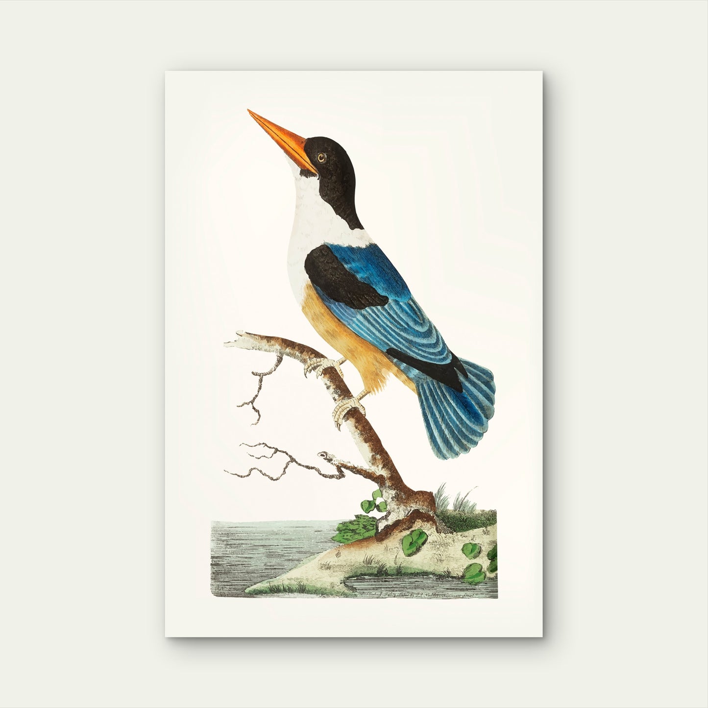 Vintage Illustration of a Blue Kingfisher 60x90cm Metal Print Ready to Hang