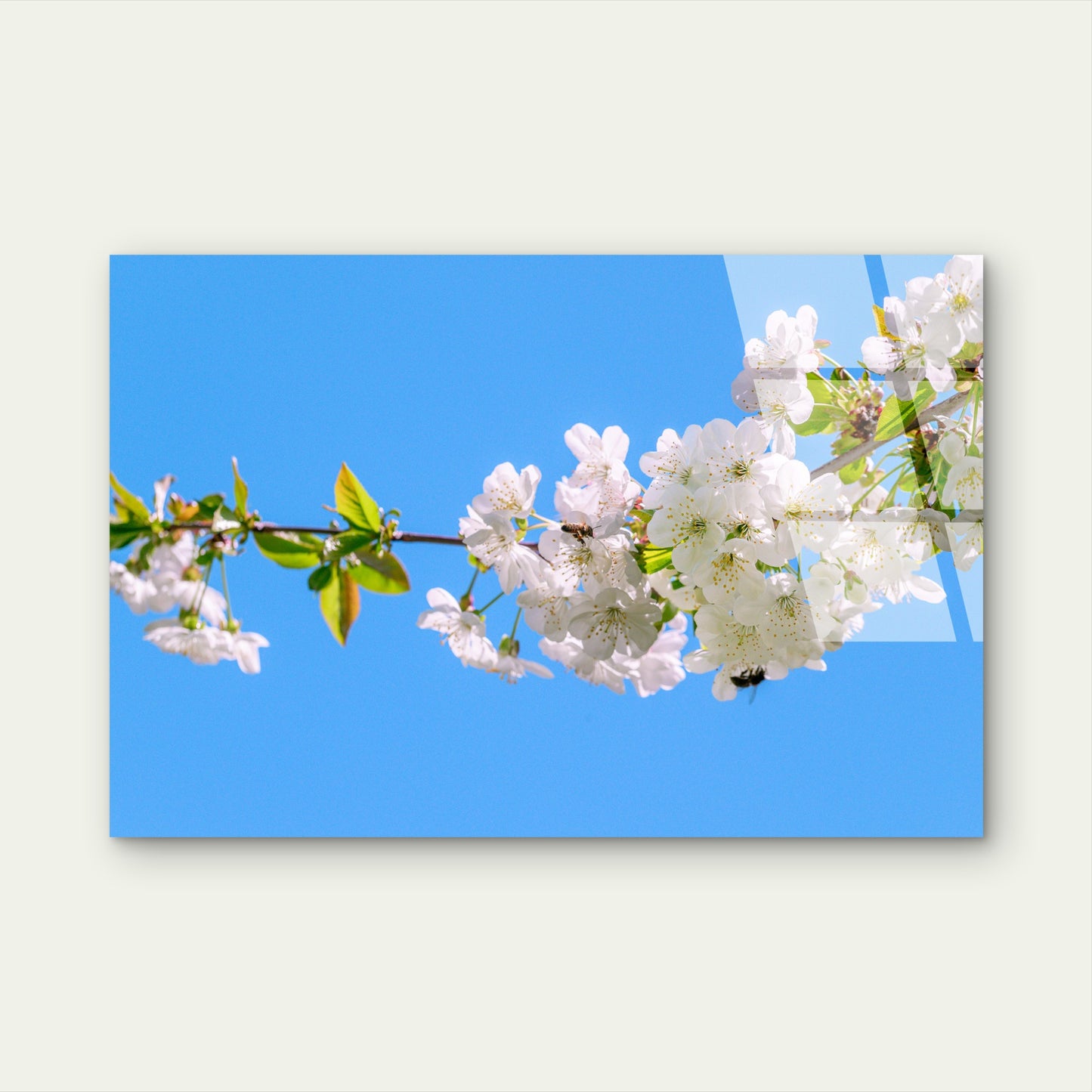White Cherry Blossom Branch Acrylic Glass Printing Wall Art Australian Made Quality