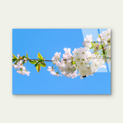 White Cherry Blossom Branch Acrylic Glass Printing Wall Art Australian Made Quality