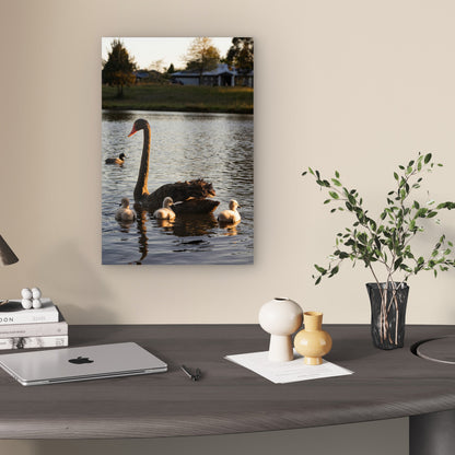 Black Swan with Cygnets in Water 60x90cm Metal Print Ready to Hang