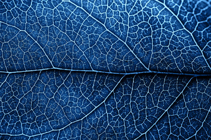 Autumn Blue Leaf With Brown Spots Glass Framed Wall Art, Ready to Hang Quality Print