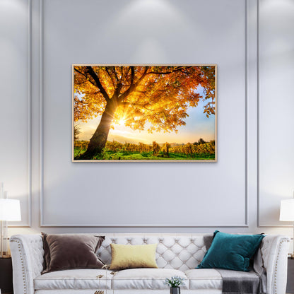 Sunshine Through Autumn Tree View Photograph Print 100% Australian Made