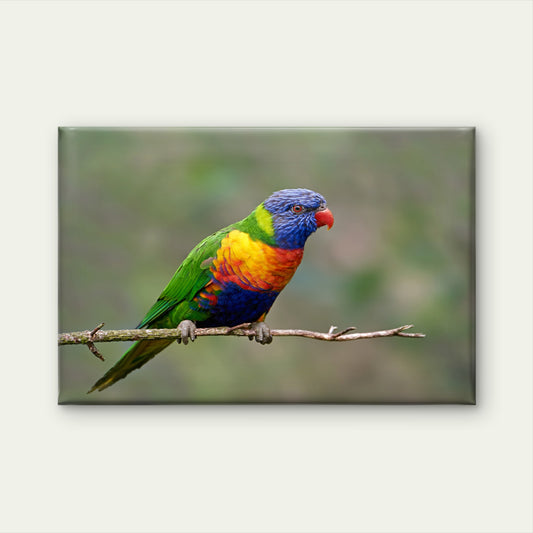 World Famous Vibrant Rainbow Lorikeet Avian Wildlife Ecosystem Australia  Wall Art Decor 100% Australian Made