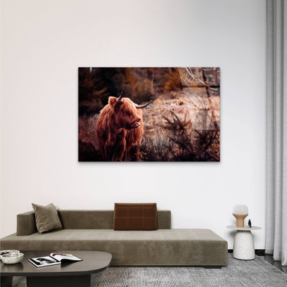 Scottish Highland Cow Shaggy Cattle  Acrylic Glass Printing Wall Art Australian Made Quality