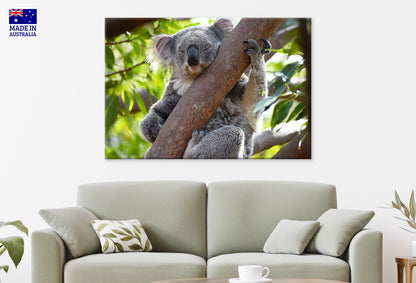 Koalas at Taronga Zoo Sydney Wall Art Decor 100% Australian Made