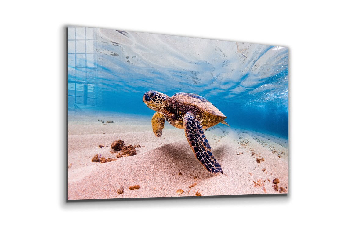 Sea Turtle View Ocean UV Direct Aluminum Print Australian Made Quality