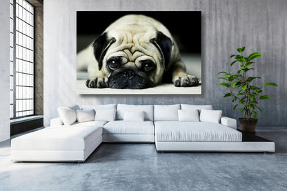 Pug Dog Acrylic Glass Print Tempered Glass Wall Art 100% Made in Australia Ready to Hang