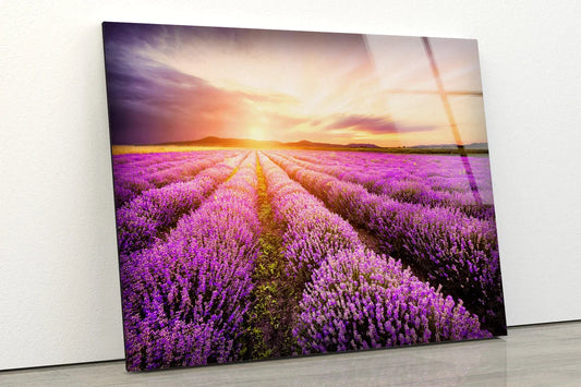 Lavender Field Sunset UV Direct Aluminum Print Australian Made Quality