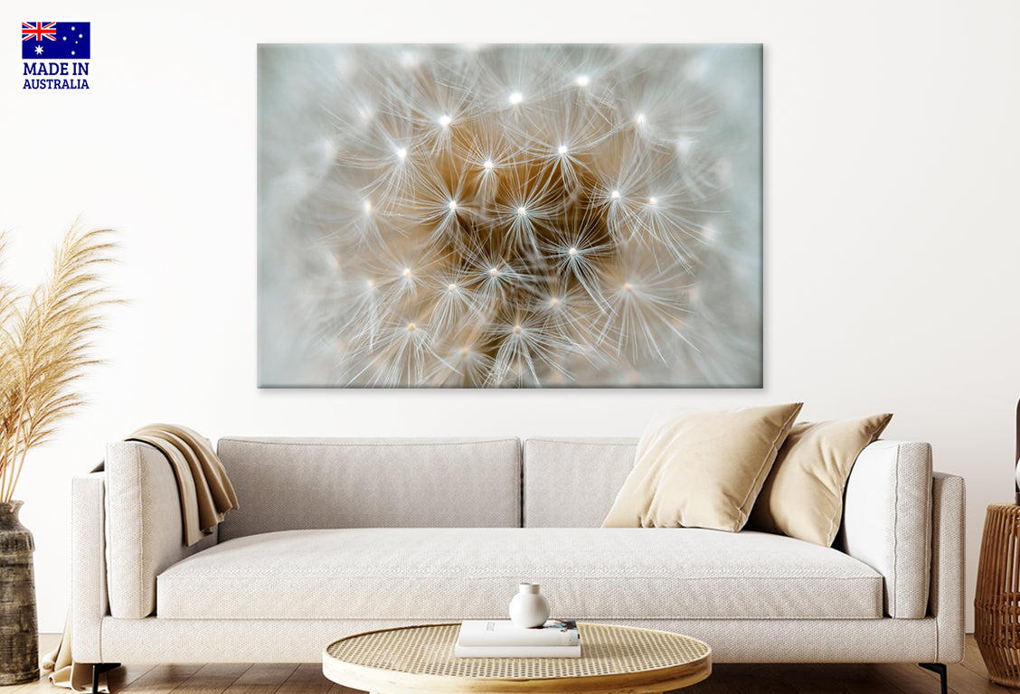 Wild Taraxacum Beautiful Fluffy Dandelion Flowers Wall Art Decor 100% Australian Made