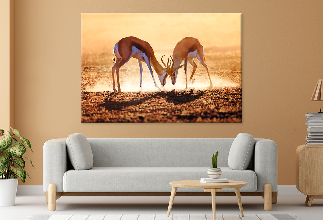 Springbok Duel in Dust, Kalahari Wall Art Decor 100% Australian Made - Bella Home Decor