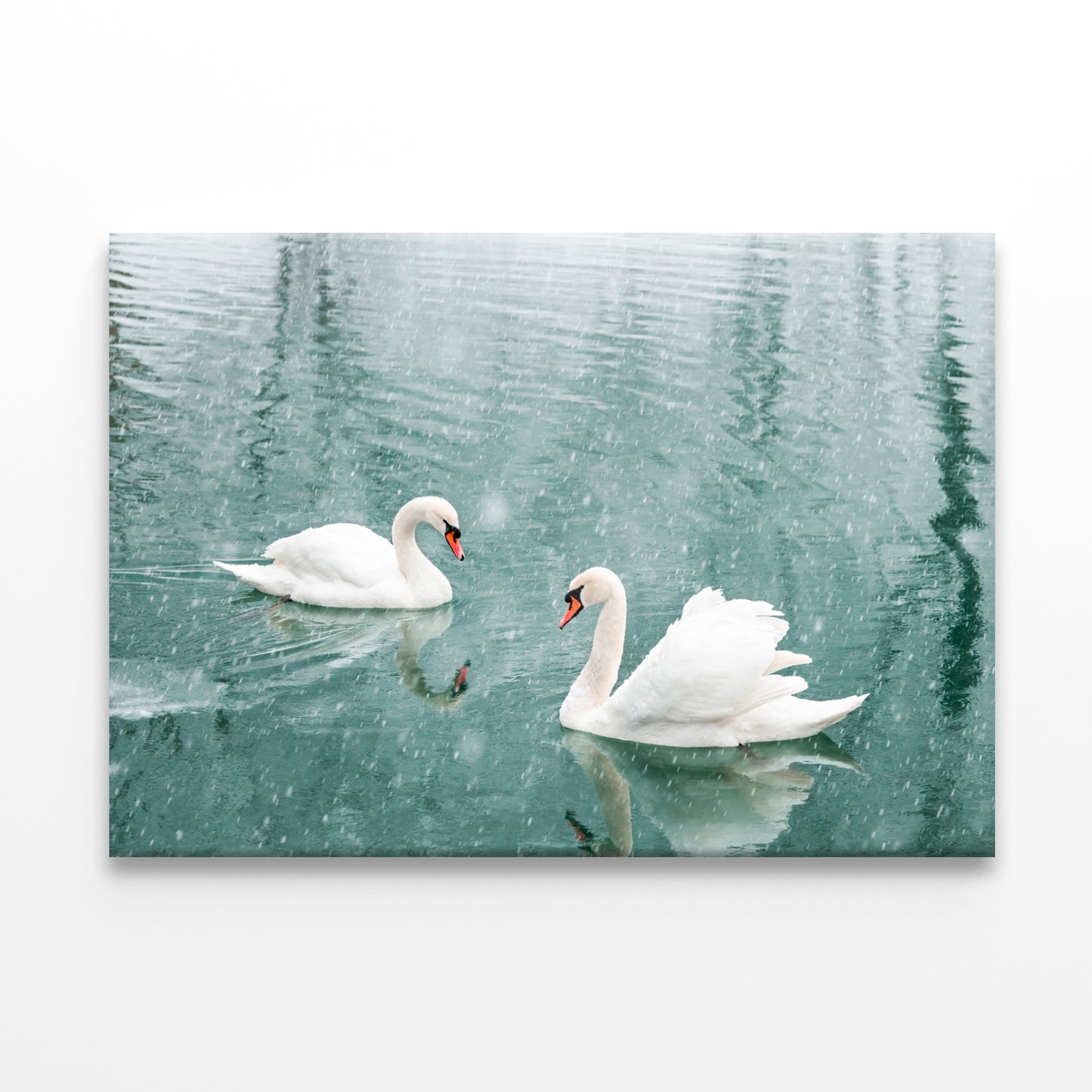 White Swans Swimming in Winter Wall Art Decor 100% Australian Made - Bella Home Decor