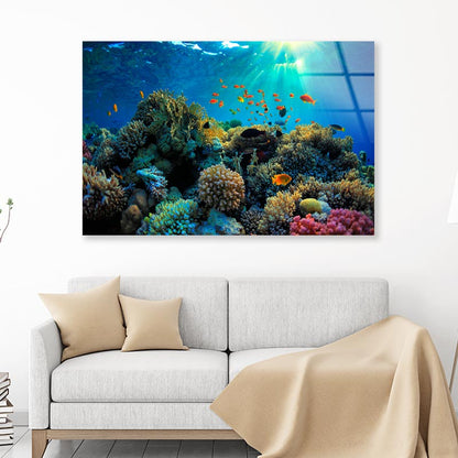 Beautiful Coral Reef and Mach Fish Acrylic Glass Print Tempered Glass Wall Art 100% Made in Australia Ready to Hang